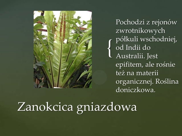 Widłaki Skrzypy Paprocie Paprocie, skrzypy, widłaki | PPT