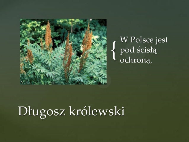 Widłaki Skrzypy Paprocie Paprocie, skrzypy, widłaki