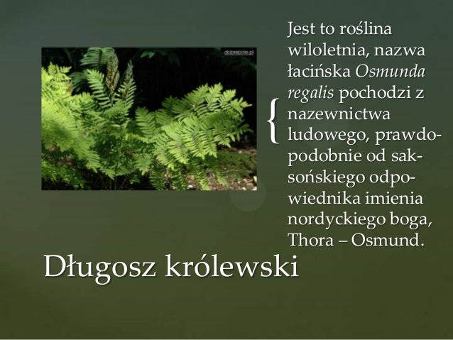 Widłaki Skrzypy Paprocie Paprocie, skrzypy, widłaki
