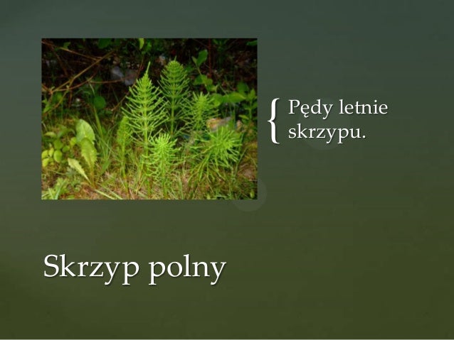 Mchy Paprocie Skrzypy I Widłaki Sprawdzian Paprocie, skrzypy, widłaki