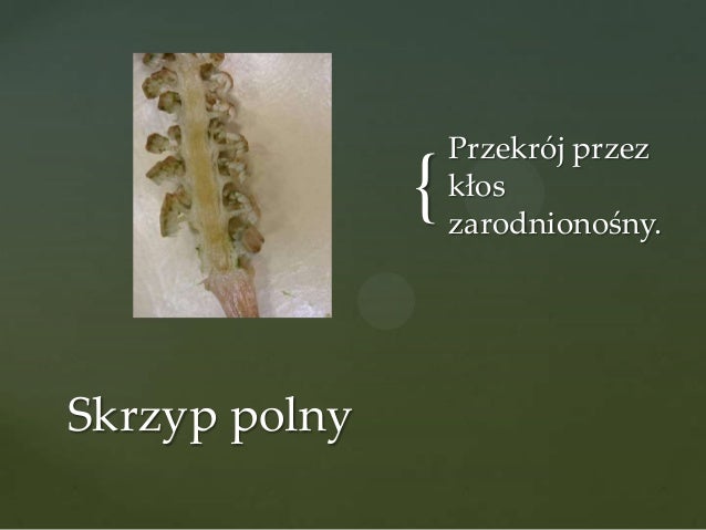 Mchy Paprocie Skrzypy I Widłaki Sprawdzian Paprocie, skrzypy, widłaki