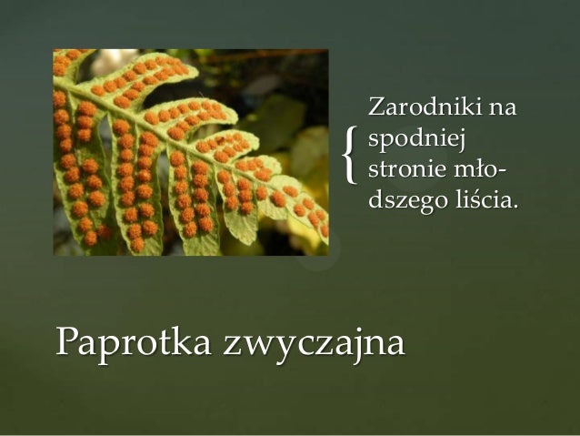 Widłaki Skrzypy Paprocie