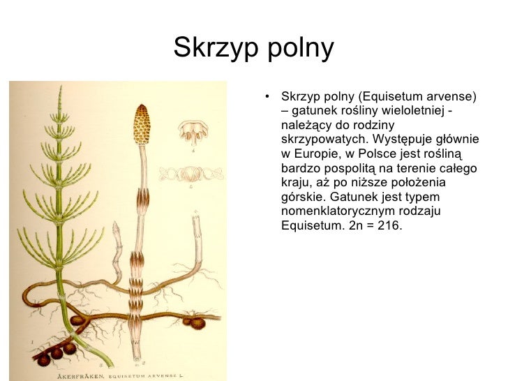 Paprotniki