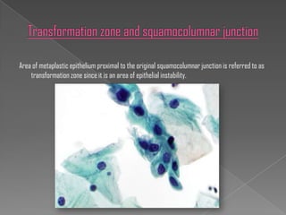 Area of metaplastic epithelium proximal to the original squamocolumnar junction is referred to as
    transformation zone since it is an area of epithelial instability.
 