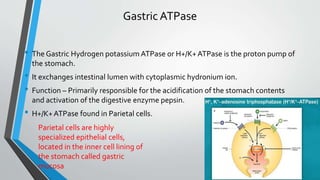 Gastric ATPase
• The Gastric Hydrogen potassium ATPase or H+/K+ATPase is the proton pump of
the stomach.
• It exchanges intestinal lumen with cytoplasmic hydronium ion.
• Function – Primarily responsible for the acidification of the stomach contents
and activation of the digestive enzyme pepsin.
• H+/K+ATPase found in Parietal cells.
Parietal cells are highly
specialized epithelial cells,
located in the inner cell lining of
the stomach called gastric
mucosa
 