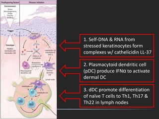 1. Self-DNA & RNA from
stressed keratinocytes form
complexes w/ cathelicidin LL-37
2. Plasmacytoid dendritic cell
(pDC) produce IFNα to activate
dermal DC
3. dDC promote differentiation
of naïve T cells to Th1, Th17 &
Th22 in lymph nodes
 