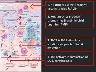 1. Th1 activate inflammation on
DC & keratinocytes
2. Th17 & Th22 stimulate
keratinocyte proliferation &
activation
4. Neutrophils secrete reactive
oxygen species & AMP
3. Keratinocytes produce
chemokines & antimicrobial
peptides (AMP)
 
