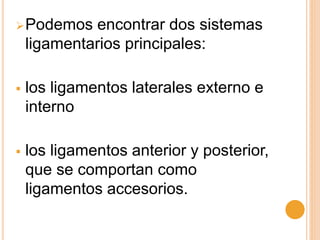 Podemos encontrar dos sistemas
ligamentarios principales:
 los ligamentos laterales externo e
interno
 los ligamentos anterior y posterior,
que se comportan como
ligamentos accesorios.
 
