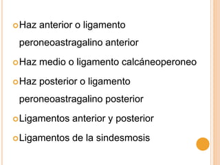 Haz anterior o ligamento
peroneoastragalino anterior
Haz medio o ligamento calcáneoperoneo
Haz posterior o ligamento
peroneoastragalino posterior
Ligamentos anterior y posterior
Ligamentos de la sindesmosis
 