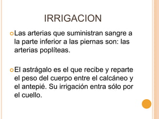 IRRIGACION
Las arterias que suministran sangre a
la parte inferior a las piernas son: las
arterias poplíteas.
El astrágalo es el que recibe y reparte
el peso del cuerpo entre el calcáneo y
el antepié. Su irrigación entra sólo por
el cuello.
 