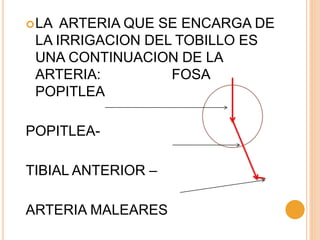 LA ARTERIA QUE SE ENCARGA DE
LA IRRIGACION DEL TOBILLO ES
UNA CONTINUACION DE LA
ARTERIA: FOSA
POPITLEA
POPITLEA-
TIBIAL ANTERIOR –
ARTERIA MALEARES
 