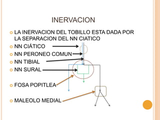 INERVACION
 LA INERVACION DEL TOBILLO ESTA DADA POR
LA SEPARACION DEL NN CIATICO
 NN CIÁTICO
 NN PERONEO COMUN
 NN TIBIAL
 NN SURAL
 FOSA POPITLEA
 MALEOLO MEDIAL
 