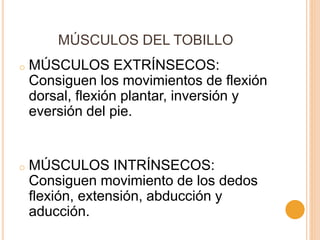 MÚSCULOS DEL TOBILLO
o MÚSCULOS EXTRÍNSECOS:
Consiguen los movimientos de flexión
dorsal, flexión plantar, inversión y
eversión del pie.
o MÚSCULOS INTRÍNSECOS:
Consiguen movimiento de los dedos
flexión, extensión, abducción y
aducción.
 