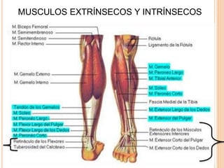 MUSCULOS EXTRÍNSECOS Y INTRÍNSECOS
 