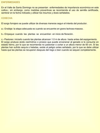 ENFERMEDADES En el Valle de Santo Domingo no se presentan  enfermedades de importancia económica en este cultivo.; sin embargo, como medidas preventivas se recomienda el uso de semilla certificada, sembrar en la fecha indicada y utilizar los insumos y dosis señalados. COSECHA El sorgo forrajero se puede utilizar de diversas maneras segun el interés del productor. a.- Ensilaje: la etapa adecuada es cuando se encuentre en grano lechoso-masoso. b.- Empaque: cuando  las  plantas  se  encuentren  en inicio de floración. c.- Pastoreo: iniciarlo cuando las plantas alcancen 1.0 m de altura  hasta antes del espigamiento. El sorgo produce ácido cianhídrico o prúsico que puede envenenar al ganado si lo consume en estado tierno, por lo que se recomienda no pastorear o cortar a un altura menor de 60 cm. Si las plantas han sufrido sequía o heladas, existe al peligro antes señalado, por lo que se debe utilizar hasta que las plantas se recuperen despues del riego o bien cuando se sequen completamente. 