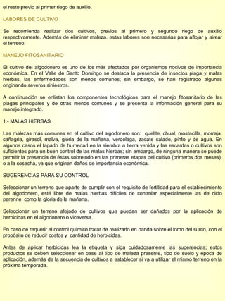el resto previo al primer riego de auxilio.  LABORES DE CULTIVO Se recomienda realizar dos cultivos, previos al primero y segundo riego de auxilio respectivamente. Además de eliminar maleza, estas labores son necesarias para aflojar y airear el terreno. MANEJO FITOSANITARIO El cultivo del algodonero es uno de los más afectados por organismos nocivos de importancia económica. En el Valle de Santo Domingo se destaca la presencia de insectos plaga y malas hierbas, las enfermedades son menos comunes; sin embargo, se han registrado algunas originando severos siniestros. A continuación se enlistan los componentes tecnológicos para el manejo fitosanitario de las plagas principales y de otras menos comunes y se presenta la información general para su manejo integrado. 1.- MALAS HIERBAS Las malezas más comunes en el cultivo del algodonero son:  quelite, chual, mostacilla, morraja, cañagria, girasol, malva, gloria de la mañana, verdolaga, zacate salado, pinto y de agua. En algunos casos el tapado de humedad en la siembra a tierra venida y las escardas o cultivos son suficientes para un buen control de las malas hierbas; sin embargo, de ninguna manera se puede permitir la presencia de éstas sobretodo en las primeras etapas del cultivo (primeros dos meses), o a la cosecha, ya que originan daños de importancia económica.  SUGERENCIAS PARA SU CONTROL Seleccionar un terreno que aparte de cumplir con el requisito de fertilidad para el establecimiento del algodonero, esté libre de malas hierbas difíciles de controlar especialmente las de ciclo perenne, como la gloria de la mañana. Seleccionar un terreno alejado de cultivos que puedan ser dañados por la aplicación de herbicidas en el algodonero o viceversa. En caso de requerir el control químico tratar de realizarlo en banda sobre el lomo del surco, con el propósito de reducir costos y  cantidad de herbicidas. Antes de aplicar herbicidas lea la etiqueta y siga cuidadosamente las sugerencias; estos productos se deben seleccionar en base al tipo de maleza presente, tipo de suelo y época de aplicación, además de la secuencia de cultivos a establecer si va a utilizar el mismo terreno en la próxima temporada. 
