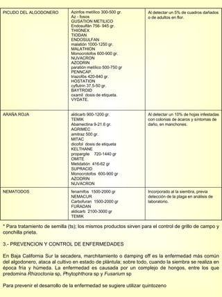 * Para tratamiento de semilla (ts); los mismos productos sirven para el control de grillo de campo y conchilla prieta. 3.- PREVENCION Y CONTROL DE ENFERMEDADES En Baja California Sur la secadera, marchitamiento o damping off es la enfermedad más común del algodonero, ataca al cultivo en estado de plántula; sobre todo, cuando la siembra se realiza en época fría y húmeda. La enfermedad es causada por un complejo de hongos, entre los que predomina  Rhizoctonia  sp,  P hytophthora sp y  Fusarium  sp Para prevenir el desarrollo de la enfermedad se sugiere utilizar quintozeno   PICUDO DEL ALGODONERO Azinfos metílico 300-500 gr. Az - fosos GUSATION METILICO Endosulfán 756- 945 gr. THIONEX TIODAN ENDOSULFAN malatión 1000-1250 gr. MALATHION Monocrotofos 600-900 gr. NUVACRON AZODRIN paratión metílico 500-750 gr PENNCAP. triazofós 420-840 gr. HOSTATION cyflutrin 37.5-50 gr. BAYTROID oxamil  dosis de etiqueta. VYDATE. Al detectar un 5% de cuadros dañados o de adultos en flor. ARAÑA ROJA aldicarb 900-1200 gr. TEMIK Abamectina 9-21.6 gr. AGRIMEC amitraz 500 gr. MITAC dicofol  dosis de etiqueta KELTHANE propargite  720-1440 gr OMITE Metidatión  416-62 gr SUPRACID Monocrotofos  600-900 gr AZODRIN NUVACRON  Al detectar un 10% de hojas infestadas con colonias de ácaros y síntomas de daño, en manchones. NEMATODOS fenamifos  1500-2000 gr NEMACUR Carbofuran  1500-2000 gr FURADAN aldicarb  2100-3000 gr TEMIK Incorporado al la siembra, previa detección de la plaga en análisis de laboratorio. 