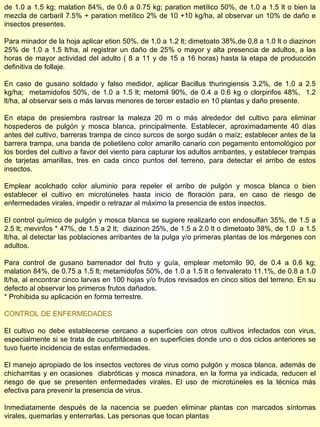 de 1.0 a 1.5 kg; malation 84%, de 0.6 a 0.75 kg; paration metílico 50%, de 1.0 a 1.5 lt o bien la mezcla de carbaril 7.5% + paration metílico 2% de 10 +10 kg/ha, al observar un 10% de daño e insectos presentes. Para minador de la hoja aplicar etion 50%, de 1.0 a 1.2 lt; dimetoato 38%,de 0.8 a 1.0 lt o diazinon 25% de 1.0 a 1.5 lt/ha, al registrar un daño de 25% o mayor y alta presencia de adultos, a las horas de mayor actividad del adulto ( 8 a 11 y de 15 a 16 horas) hasta la etapa de producción definitiva de follaje. En caso de gusano soldado y falso medidor, aplicar Bacillus thuringiensis 3.2%, de 1.0 a 2.5 kg/ha;  metamidofos 50%, de 1.0 a 1.5 lt; metomil 90%, de 0.4 a 0.6 kg o clorpirifos 48%,  1.2 lt/ha, al observar seis o más larvas menores de tercer estadío en 10 plantas y daño presente. En etapa de presiembra rastrear la maleza 20 m o más alrededor del cultivo para eliminar hospederos de pulgón y mosca blanca, principalmente. Establecer, aproximadamente 40 días antes del cultivo, barreras trampa de cinco surcos de sorgo sudán o maíz; establecer antes de la barrera trampa, una banda de polietileno color amarillo canario con pegamento entomológico por los bordes del cultivo a favor del viento para capturar los adultos arribantes, y establecer trampas de tarjetas amarillas, tres en cada cinco puntos del terreno, para detectar el arribo de estos insectos. Emplear acolchado color aluminio para repeler el arribo de pulgón y mosca blanca o bien establecer el cultivo en microtúneles hasta inicio de floración para, en caso de riesgo de enfermedades virales, impedir o retrazar al máximo la presencia de estos insectos. El control químico de pulgón y mosca blanca se sugiere realizarlo con endosulfan 35%, de 1.5 a 2.5 lt; mevinfos * 47%, de 1.5 a 2 lt;  diazinon 25%, de 1.5 a 2.0 lt o dimetoato 38%, de 1.0  a 1.5 lt/ha, al detectar las poblaciones arribantes de la pulga y/o primeras plantas de los márgenes con adultos. Para control de gusano barrenador del fruto y guía, emplear metomilo 90, de 0.4 a 0.6 kg; malation 84%, de 0.75 a 1.5 lt; metamidofos 50%, de 1.0 a 1.5 lt o fenvalerato 11.1%, de 0.8 a 1.0 lt/ha, al encontrar cinco larvas en 100 hojas y/o frutos revisados en cinco sitios del terreno. En su defecto al observar los primeros frutos dañados. * Prohibida su aplicación en forma terrestre. CONTROL DE ENFERMEDADES El cultivo no debe establecerse cercano a superficies con otros cultivos infectados con virus, especialmente si se trata de cucurbitáceas o en superficies donde uno o dos ciclos anteriores se tuvo fuerte incidencia de estas enfermedades. El manejo apropiado de los insectos vectores de virus como pulgón y mosca blanca, además de chicharritas y en ocasiones  diabróticas y mosca minadora, en la forma ya indicada, reducen el riesgo de que se presenten enfermedades virales. El uso de microtúneles es la técnica más efectiva para prevenir la presencia de virus. Inmediatamente después de la nacencia se pueden eliminar plantas con marcados síntomas virales, quemarlas y enterrarlas. Las personas que tocan plantas  