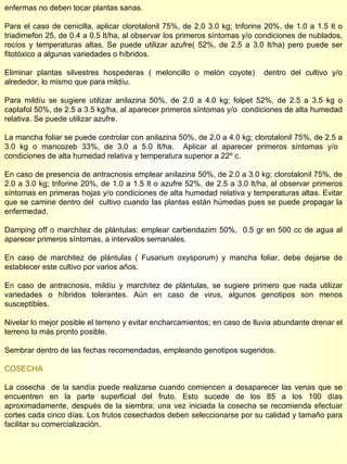 enfermas no deben tocar plantas sanas. Para el caso de cenicilla, aplicar clorotalonil 75%, de 2.0 3.0 kg; triforine 20%, de 1.0 a 1.5 lt o triadimefon 25, de 0.4 a 0.5 lt/ha, al observar los primeros síntomas y/o condiciones de nublados, rocíos y temperaturas altas. Se puede utilizar azufre( 52%, de 2.5 a 3.0 lt/ha) pero puede ser fitotóxico a algunas variedades o híbridos. Eliminar plantas silvestres hospederas ( meloncillo o melón coyote)  dentro del cultivo y/o alrededor, lo mismo que para mildíu. Para mildíu se sugiere utilizar anilazina 50%, de 2.0 a 4.0 kg; folpet 52%, de 2.5 a 3.5 kg o captafol 50%, de 2.5 a 3.5 kg/ha, al aparecer primeros síntomas y/o  condiciones de alta humedad relativa. Se puede utilizar azufre. La mancha foliar se puede controlar con anilazina 50%, de 2.0 a 4.0 kg; clorotalonil 75%, de 2.5 a 3.0 kg o mancozeb 33%, de 3.0 a 5.0 lt/ha.  Aplicar al aparecer primeros síntomas y/o  condiciones de alta humedad relativa y temperatura superior a 22º c. En caso de presencia de antracnosis emplear anilazina 50%, de 2.0 a 3.0 kg; clorotalonil 75%, de 2.0 a 3.0 kg; triforine 20%, de 1.0 a 1.5 lt o azufre 52%, de 2.5 a 3.0 lt/ha, al observar primeros síntomas en primeras hojas y/o condiciones de alta humedad relativa y temperaturas altas. Evitar que se camine dentro del  cultivo cuando las plantas están húmedas pues se puede propagar la enfermedad. Damping off o marchitez de plántulas: emplear carbendazim 50%,  0.5 gr en 500 cc de agua al aparecer primeros síntomas, a intervalos semanales. En caso de marchitez de plántulas ( Fusarium oxysporum) y mancha foliar, debe dejarse de establecer este cultivo por varios años. En caso de antracnosis, mildíu y marchitez de plántulas, se sugiere primero que nada utilizar variedades o híbridos tolerantes. Aún en caso de virus, algunos genotipos son menos susceptibles. Nivelar lo mejor posible el terreno y evitar encharcamientos; en caso de lluvia abundante drenar el terreno lo más pronto posible. Sembrar dentro de las fechas recomendadas, empleando genotipos sugeridos. COSECHA La cosecha  de la sandía puede realizarse cuando comiencen a desaparecer las venas que se encuentren en la parte superficial del fruto. Esto sucede de los 85 a los 100 días aproximadamente, después de la siembra; una vez iniciada la cosecha se recomienda efectuar cortes cada cinco días. Los frutos cosechados deben seleccionarse por su calidad y tamaño para facilitar su comercialización. 