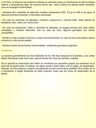 a 3.0 lt/ha, al observar los primeros síntomas en primeras hojas y/o condiciones de alta humedad relativa y temperaturas altas. No caminar dentro del  cultivo cuando las plantas estén húmedas, pues se propaga la enfermedad. - Damping off o marchitez de plántulas: emplear carbendazim 50%, 0.5 gr en 500 cc de agua, al aparecer primeros síntomas, a intervalos semanales. - En caso de marchitez de plántulas ( fusarium oxysporum) y mancha foliar, debe dejarse de establecer este  cultivo por varios años. - En caso de antracnosis, mildíu y marchitez de plántulas, se sugiere primero que nada utilizar variedades o híbridos tolerantes. Aún en caso de virus, algunos genotipos son menos susceptibles. - Nivelar lo mejor posible el terreno y evitar encharcamientos; en caso de lluvia abundante, drenar el terreno lo más pronto posible. - Sembrar dentro de las fechas recomendadas, empleando genotipos sugeridos. COSECHA La cosecha generalmente se inicia alrededor de los 100 días después de la siembra, y los cortes deben efectuarse cada cinco días, seleccionando los frutos por tamaño y calidad. Por lo general la maduración del melón se manifiesta por pequeñas grietas que aparecen en la base de los pedúnculos; al realizar una ligera presión sobre éstos, con el pulgar, se desprenden. Además, el fruto empieza a adquirir parcialmente el color normal de la variedad. Si el melón se va a transportar a largas distancias se debe cosechar antes que los frutos se desprendan de la planta. 