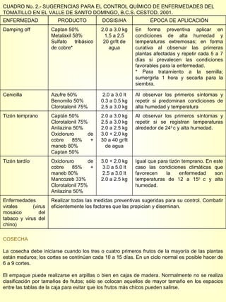 CUADRO No. 2.- SUGERENCIAS PARA EL CONTROL QUÍMICO DE ENFERMEDADES DEL TOMATILLO EN EL VALLE DE SANTO DOMINGO, B.C.S. CESTOD. 2001. COSECHA La cosecha debe iniciarse cuando los tres o cuatro primeros frutos de la mayoría de las plantas están maduros; los cortes se continúan cada 10 a 15 días. En un ciclo normal es posible hacer de 6 a 9 cortes. El empaque puede realizarse en arpillas o bien en cajas de madera. Normalmente no se realiza clasificación por tamaños de frutos; sólo se colocan aquellos de mayor tamaño en los espacios entre las tablas de la caja para evitar que los frutos más chicos pueden salirse. ENFERMEDAD PRODUCTO DOSIS/HA ÉPOCA DE APLICACIÓN Damping off Captan 50% Metalaxil 58% Sulfato tribásico de cobre*  2.0 a 3.0 kg 1.5 a 2.5 20 gr/lt de agua En forma preventiva aplicar en condiciones de alta humedad y temperaturas extremosas; en forma curativa al observar las primeras plantas afectadas y repetir cada 5 a 7 días si prevalecen las condiciones favorables para la enfermedad. * Para tratamiento a la semilla; sumergirla 1 hora y secarla para la siembra.  Cenicilla Azufre 50% Benomilo 50% Clorotalonil 75% 2.0 a 3.0 lt 0.3 a 0.5 kg 2.5 a 3.0 kg Al observar los primeros síntomas y repetir si predominan condiciones de alta humedad y temperatura Tizón temprano Captán 50% Clorotalonil 75% Anilazina 50% Oxicloruro de cobre 85% + maneb 80% Captan 50% 2.0 a 3.0 kg 2.5 a 3.0 kg 2.0 a 2.5 kg 3.0 + 2.0 kg 30 a 40 gr/lt de agua Al observar los primeros síntomas y repetir si se registran temperaturas alrededor de 24 0  c y alta humedad. Tizón tardío Oxicloruro de cobre 85% + maneb 80% Mancozeb 33% Clorotalonil 75% Anilazina 50% 3.0 + 2.0 kg 3.0 a 5.0 lt 2.5 a 3.0 lt 2.0 a 2.5 kg Igual que para tizón temprano. En este caso las condiciones climáticas que favorecen la enfermedad son temperaturas de 12 a 15 0  c y alta humedad. Enfermedades virales (virus mosaico del tabaco y virus del chino) Realizar todas las medidas preventivas sugeridas para su control. Combatir eficientemente los factores que las propician y diseminan. 