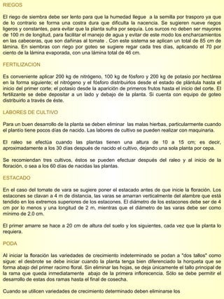 RIEGOS El riego de siembra debe ser lento para que la humedad llegue  a la semilla por trasporo ya que de lo contrario se forma una costra dura que dificulta la nacencia. Se sugieren nueve riegos ligeros y constantes, para evitar que la planta sufra por sequía. Los surcos no deben ser mayores de 100 m de longitud, para facilitar el manejo de agua y evitar de este modo los encharcamientos en las cabeceras, que son dañinas al tomate . Con este sistema se aplican un total de 85 cm de lámina. En siembras con riego por goteo se sugiere regar cada tres días, aplicando el 70 por ciento de la lámina evaporada, con una lámina total de 46 cm. FERTILIZACION Es conveniente aplicar 200 kg de nitrógeno, 100 kg de fósforo y 200 kg de potasio por hectárea en la forma siguiente; el nitrógeno y el fósforo distribuirlos desde el estado de plántula hasta el inicio del primer corte; el potasio desde la aparición de primeros frutos hasta el inicio del corte. El fertilizante se debe depositar a un lado y debajo de la planta. Si cuenta con equipo de goteo distribuirlo a través de éste. LABORES DE CULTIVO Para un buen desarrollo de la planta se deben eliminar  las malas hierbas, particularmente cuando el plantío tiene pocos días de nacido. Las labores de cultivo se pueden realizar con maquinaria. El raleo se efectúa cuando las plantas tienen una altura de 10 a 15 cm; es decir, aproximadamente a los 30 días después de nacido el cultivo, dejando una sola planta por cepa. Se recomiendan tres cultivos, éstos se pueden efectuar después del raleo y al inicio de la floración, o sea a los 60 días de nacidas las plantas. ESTACADO En el caso del tomate de vara se sugiere poner el estacado antes de que inicie la floración. Los estacones se clavan a 4 m de distancia, las varas se amarran verticalmente del alambre que está tendido en los extremos superiores de los estacones. El diámetro de los estacones debe ser de 4 cm por lo menos y una longitud de 2 m, mientras que el diámetro de las varas debe ser como mínimo de 2.0 cm. El primer amarre se hace a 20 cm de altura del suelo y los siguientes, cada vez que la planta lo requiera. PODA Al iniciar la floración las variedades de crecimiento indeterminado se podan a "dos tallos" como sigue: el desbrote se debe iniciar cuando la planta tenga bien diferenciado la horqueta que se forma abajo del primer racimo floral. Sin eliminar las hojas, se deja únicamente el tallo principal de la rama que queda inmediatamente  abajo de la primera inflorecencia. Sólo se debe permitir el desarrollo de estas dos ramas hasta el final de cosecha. Cuando se utilicen variedades de crecimiento determinado deben eliminarse los  