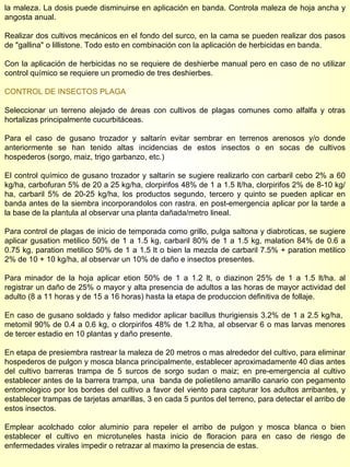 la maleza. La dosis puede disminuirse en aplicación en banda. Controla maleza de hoja ancha y angosta anual. Realizar dos cultivos mecánicos en el fondo del surco, en la cama se pueden realizar dos pasos de "gallina" o lillistone. Todo esto en combinación con la aplicación de herbicidas en banda. Con la aplicación de herbicidas no se requiere de deshierbe manual pero en caso de no utilizar control químico se requiere un promedio de tres deshierbes. CONTROL DE INSECTOS PLAGA Seleccionar un terreno alejado de áreas con cultivos de plagas comunes como alfalfa y otras hortalizas principalmente cucurbitáceas. Para el caso de gusano trozador y saltarín evitar sembrar en terrenos arenosos y/o donde anteriormente se han tenido altas incidencias de estos insectos o en socas de cultivos hospederos (sorgo, maiz, trigo garbanzo, etc.)  El control químico de gusano trozador y saltarín se sugiere realizarlo con carbaril cebo 2% a 60 kg/ha, carbofuran 5% de 20 a 25 kg/ha, clorpirifos 48% de 1 a 1.5 lt/ha, clorpirifos 2% de 8-10 kg/ha, carbaril 5% de 20-25 kg/ha, los productos segundo, tercero y quinto se pueden aplicar en banda antes de la siembra incorporandolos con rastra. en post-emergencia aplicar por la tarde a la base de la plantula al observar una planta dañada/metro lineal. Para control de plagas de inicio de temporada como grillo, pulga saltona y diabroticas, se sugiere aplicar gusation metilico 50% de 1 a 1.5 kg, carbaril 80% de 1 a 1.5 kg, malation 84% de 0.6 a 0.75 kg, paration metilico 50% de 1 a 1.5 lt o bien la mezcla de carbaril 7.5% + paration metilico 2% de 10 + 10 kg/ha, al observar un 10% de daño e insectos presentes. Para minador de la hoja aplicar etion 50% de 1 a 1.2 lt, o diazinon 25% de 1 a 1.5 lt/ha. al registrar un daño de 25% o mayor y alta presencia de adultos a las horas de mayor actividad del adulto (8 a 11 horas y de 15 a 16 horas) hasta la etapa de produccion definitiva de follaje. En caso de gusano soldado y falso medidor aplicar bacillus thurigiensis 3.2% de 1 a 2.5 kg/ha,  metomil 90% de 0.4 a 0.6 kg, o clorpirifos 48% de 1.2 lt/ha, al observar 6 o mas larvas menores de tercer estadio en 10 plantas y daño presente. En etapa de presiembra rastrear la maleza de 20 metros o mas alrededor del cultivo, para eliminar hospederos de pulgon y mosca blanca principalmente, establecer aproximadamente 40 dias antes del cultivo barreras trampa de 5 surcos de sorgo sudan o maiz; en pre-emergencia al cultivo establecer antes de la barrera trampa, una  banda de polietileno amarillo canario con pegamento entomologico por los bordes del cultivo a favor del viento para capturar los adultos arribantes, y establecer trampas de tarjetas amarillas, 3 en cada 5 puntos del terreno, para detectar el arribo de estos insectos. Emplear acolchado color aluminio para repeler el arribo de pulgon y mosca blanca o bien establecer el cultivo en microtuneles hasta inicio de floracion para en caso de riesgo de enfermedades virales impedir o retrazar al maximo la presencia de estas. 