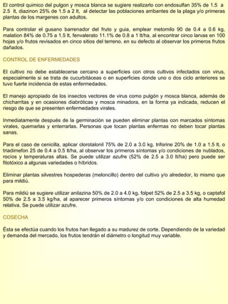 El control quimico del pulgon y mosca blanca se sugiere realizarlo con endosulfan 35% de 1.5  a  2.5  lt, diazinon 25% de 1.5 a 2 lt,  al detectar las poblaciones arribantes de la plaga y/o primeras plantas de los margenes con adultos. Para controlar el gusano barrenador del fruto y guia, emplear metomilo 90 de 0.4 a 0.6 kg, malation 84% de 0.75 a 1.5 lt, fenvalerato 11.1% de 0.8 a 1 lt/ha, al encontrar cinco larvas en 100 hojas y/o frutos revisados en cinco sitios del terreno. en su defecto al observar los primeros frutos dañados. CONTROL DE ENFERMEDADES El cultivo no debe establecerse cercano a superficies con otros cultivos infectados con virus, especialmente si se trata de cucurbitáceas o en superficies donde uno o dos ciclo anteriores se tuvo fuerte incidencia de estas enfermedades. El manejo apropiado de los insectos vectores de virus como pulgón y mosca blanca, además de chicharritas y en ocasiones diabróticas y mosca minadora, en la forma ya indicada, reducen el riesgo de que se presenten enfermedades virales. Inmediatamente después de la germinación se pueden eliminar plantas con marcados síntomas virales, quemarlas y enterrarlas. Personas que tocan plantas enfermas no deben tocar plantas sanas. Para el caso de cenicilla, aplicar clorotalonil 75% de 2.0 a 3.0 kg, triforine 20% de 1.0 a 1.5 lt, o triadimefon 25 de 0.4 a 0.5 lt/ha, al observar los primeros síntomas y/o condiciones de nublados, rocíos y temperaturas altas. Se puede utilizar azufre (52% de 2.5 a 3.0 lt/ha) pero puede ser fitotóxico a algunas variedades o híbridos. Eliminar plantas silvestres hospederas (meloncillo) dentro del cultivo y/o alrededor, lo mismo que para mildiú. Para mildiú se sugiere utilizar anilazina 50% de 2.0 a 4.0 kg, folpet 52% de 2.5 a 3.5 kg, o captafol 50% de 2.5 a 3.5 kg/ha, al aparecer primeros síntomas y/o con condiciones de alta humedad relativa. Se puede utilizar azufre. COSECHA Ésta se efectúa cuando los frutos han llegado a su madurez de corte. Dependiendo de la variedad y demanda del mercado, los frutos tendrán el diámetro o longitud muy variable.  