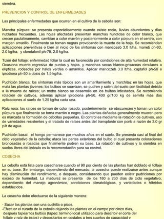 siembra.  PREVENCION Y CONTROL DE ENFERMEDADES Las principales enfermedades que ocurren en el cultivo de la cebolla son: Mancha púrpura: se presenta esporádicamente cuando existe rocío, lluvias abundantes y días nublados frecuentes. Las hojas afectadas presentan manchas hundidas de color blanco, que crecen paulatinamente, cambian a color marrón y posteriormente a color púrpura en el centro, con margen amarillo. Finalmente se tornan negras provocando la muerte de la hoja. Se recomiendan aplicaciones preventivas o bien al inicio de los síntomas con mancozeb 3.0 lt/ha, maneb ph-80, 2.0 kg/ha,  y clorotalonil ph-75, 2.0 kg/ha. Tizón del follaje: enfermedad foliar la cual es favorecida por condiciones de alta humedad relativa. Ocasiona muerte regresiva de puntas y hojas, y manchas secas blanco-grisaceas circulares a elípticas, rodeadas por halos verdes o amarillos. Aplicar mancozeb 3.0 lt/ha, captafol ph-50 e iprodiona ph-50 a dosis de 1.5 kg/ha. Pudrición blanca: los síntomas más típicos son un amarillamiento y marchitez en las hojas, que mata las plantas jóvenes; los bulbos se suavizan, se pudren y salen del suelo con facilidad debido a la muerte de raíces; un moho blanco se desarrolla en los bulbos infestados. Se recomienda rotación de cultivos, además aplicar iprodiona ph-50, 400 gr/100 kg de semilla más dos aplicaciones al suelo de 1.25 kg/ha cada una. Raíz rosa: las raíces se tornan de color rosado, posteriormente  se obscurecen y toman un color púrpura que finalmente se torna marrón o negro. Las plantas dañadas generalmente mueren pero es marcada la formación de cebollas pequeñas. El control es mediante la rotación de cultivos, uso de variedades resistentes y el tratado de raíces antes del transplante con pcnb a razón de 3.0 gr p/lt de agua. Pudrición basal:  el hongo permanece por muchos años en el suelo. Se presenta casi al final del ciclo vegetativo de la cebolla; ataca las partes exteriores del bulbo el cual presenta coloraciones bronceadas o rosadas que finalmente pudren su base. La rotación de cultivos y la siembra en suelos libres del inóculo es la recomendación para su control. COSECHA La cebolla está lista para cosecharse cuando el 90 por ciento de las plantas han doblado el follaje en su base. Sin embargo, dependiendo del mercado, la cosecha puede realizarse antes aunque hay disminución del rendimiento, o después, considerando que pueden existir pudriciones por exceso de humedad. La madurez se presenta  de los 180 a 230 días de ciclo vegetativo, dependiendo del manejo agronómico, condiciones climatológicas, y variedades o híbridos establecidos. La cosecha debe efectuarse de la siguiente manera: - Sacar las plantas con una cuchilla o picos. -Efectuar el curado de la cebolla dejando las plantas en el campo por cinco días,  después tapear los bulbos (tapeo: termino local utilizado para describir el corte del  follaje y raíz de éstos) y depositarlos en costales a tres cuartos de capacidad y  