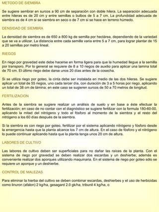 METODO DE SIEMBRA Se sugiere sembrar en surcos a 90 cm de separación con doble hilera. La separación adecuada entre hileras es de 20 cm y entre semillas o bulbos de 5 a 7 cm. La profundidad adecuada de siembra es de 4 cm si se siembra en seco o de 7 cm si se hace en terreno húmedo. DENSIDAD DE SIEMBRA La densidad de siembra es de 650 a 800 kg de semilla por hectárea, dependiendo de la variedad que se va a utilizar. La distancia entre cada semilla varía entre 5 a 7 cm, para lograr plantar de 15 a 20 semillas por metro lineal. RIEGOS En riego por gravedad este debe hacerse en forma ligera para que la humedad llegue a la semilla por transporo. Por lo general se requiere de 8 a 10 riegos de auxilio para aplicar una lamina total de 70 cm. El último riego debe darse unos 20 días antes de la cosecha. Si se utiliza riego por goteo, la cinta debe ser instalada en medio de las dos hileras. Se sugiere aplicar un total de 55 riegos, uno cada tercer día, con duración de 3 a 5 horas por riego, aplicando un total de 38 cm de lámina; en este caso se sugieren surcos de 50 a 70 metros de longitud. FERTILIZACION Antes de la siembra se sugiere realizar un análisis de suelo y en base a éste efectuar la fertilización; en caso de no contar con el diagnóstico se sugiere fertilizar con la formula 180-60-00, aplicando la mitad del nitrógeno y todo el fósforo al momento de la siembra y el resto del nitrógeno a los 60 días después de la siembra.  Si la siembra es con riego por goteo, fertilizar por el sistema aplicando nitrógeno y fósforo desde la emergencia hasta que la planta alcance los 7 cm de altura. En el caso de fósforo y el nitrógeno lo puede continuar aplicando hasta que la planta tenga unos 20 cm de altura. LABORES DE CULTIVO Las labores de cultivo deben ser superficiales para no dañar las raíces de la planta. Con el sistema de riego por gravedad se deben realizar dos escardas y un deshierbe; además es conveniente realizar dos aporques utilizando maquinaria. En el sistema de riego por goteo sólo se requiere un aporque y un deshierbe. CONTROL DE MALEZAS Para eliminar la hierba del cultivo se deben combinar escardas, deshierbes y el uso de herbicidas como linuron (afalon) 2 kg/ha, gesagard 2.0 gk/ha, tribunil 4 kg/ha, o  