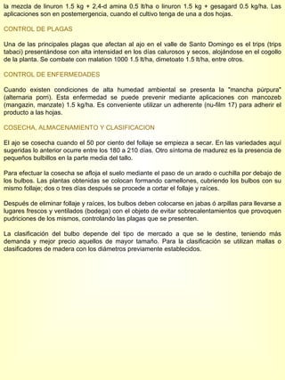 la mezcla de linuron 1.5 kg + 2,4-d amina 0.5 lt/ha o linuron 1.5 kg + gesagard 0.5 kg/ha. Las aplicaciones son en postemergencia, cuando el cultivo tenga de una a dos hojas. CONTROL DE PLAGAS Una de las principales plagas que afectan al ajo en el valle de Santo Domingo es el trips (trips tabaci) presentándose con alta intensidad en los días calurosos y secos, alojándose en el cogollo de la planta. Se combate con malation 1000 1.5 lt/ha, dimetoato 1.5 lt/ha, entre otros. CONTROL DE ENFERMEDADES Cuando existen condiciones de alta humedad ambiental se presenta la "mancha púrpura" (alternaria porri). Esta enfermedad se puede prevenir mediante aplicaciones con mancozeb (mangazin, manzate) 1.5 kg/ha. Es conveniente utilizar un adherente (nu-film 17) para adherir el producto a las hojas. COSECHA, ALMACENAMIENTO Y CLASIFICACION El ajo se cosecha cuando el 50 por ciento del follaje se empieza a secar. En las variedades aquí sugeridas lo anterior ocurre entre los 180 a 210 días. Otro síntoma de madurez es la presencia de pequeños bulbillos en la parte media del tallo. Para efectuar la cosecha se afloja el suelo mediante el paso de un arado o cuchilla por debajo de los bulbos. Las plantas obtenidas se colocan formando camellones, cubriendo los bulbos con su mismo follaje; dos o tres días después se procede a cortar el follaje y raíces. Después de eliminar follaje y raíces, los bulbos deben colocarse en jabas ó arpillas para llevarse a lugares frescos y ventilados (bodega) con el objeto de evitar sobrecalentamientos que provoquen pudriciones de los mismos, controlando las plagas que se presenten.  La clasificación del bulbo depende del tipo de mercado a que se le destine, teniendo más demanda y mejor precio aquellos de mayor tamaño. Para la clasificación se utilizan mallas o clasificadores de madera con los diámetros previamente establecidos. 