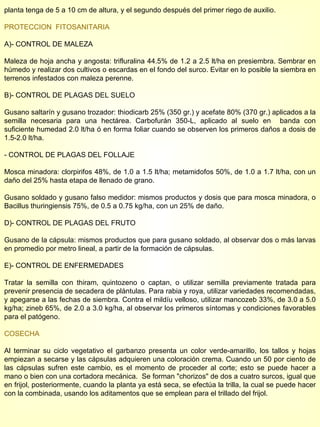 planta tenga de 5 a 10 cm de altura, y el segundo después del primer riego de auxilio. PROTECCION  FITOSANITARIA A)- CONTROL DE MALEZA Maleza de hoja ancha y angosta: trifluralina 44.5% de 1.2 a 2.5 lt/ha en presiembra. Sembrar en húmedo y realizar dos cultivos o escardas en el fondo del surco. Evitar en lo posible la siembra en terrenos infestados con maleza perenne. B)- CONTROL DE PLAGAS DEL SUELO Gusano saltarín y gusano trozador: thiodicarb 25% (350 gr.) y acefate 80% (370 gr.) aplicados a la semilla necesaria para una hectárea. Carbofurán 350-L, aplicado al suelo en  banda con suficiente humedad 2.0 lt/ha ó en forma foliar cuando se observen los primeros daños a dosis de 1.5-2.0 lt/ha. - CONTROL DE PLAGAS DEL FOLLAJE Mosca minadora: clorpirifos 48%, de 1.0 a 1.5 lt/ha; metamidofos 50%, de 1.0 a 1.7 lt/ha, con un daño del 25% hasta etapa de llenado de grano.  Gusano soldado y gusano falso medidor: mismos productos y dosis que para mosca minadora, o Bacillus thuringiensis 75%, de 0.5 a 0.75 kg/ha, con un 25% de daño. D)- CONTROL DE PLAGAS DEL FRUTO Gusano de la cápsula: mismos productos que para gusano soldado, al observar dos o más larvas en promedio por metro lineal, a partir de la formación de cápsulas. E)- CONTROL DE ENFERMEDADES Tratar la semilla con thiram, quintozeno o captan, o utilizar semilla previamente tratada para prevenir presencia de secadera de plántulas. Para rabia y roya, utilizar variedades recomendadas, y apegarse a las fechas de siembra. Contra el mildíu velloso, utilizar mancozeb 33%, de 3.0 a 5.0 kg/ha; zineb 65%, de 2.0 a 3.0 kg/ha, al observar los primeros síntomas y condiciones favorables para el patógeno. COSECHA Al terminar su ciclo vegetativo el garbanzo presenta un color verde-amarillo, los tallos y hojas empiezan a secarse y las cápsulas adquieren una coloración crema. Cuando un 50 por ciento de las cápsulas sufren este cambio, es el momento de proceder al corte; esto se puede hacer a mano o bien con una cortadora mecánica.  Se forman "chorizos" de dos a cuatro surcos, igual que en frijol, posteriormente, cuando la planta ya está seca, se efectúa la trilla, la cual se puede hacer con la combinada, usando los aditamentos que se emplean para el trillado del frijol.  