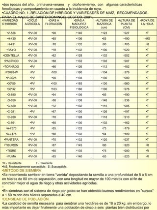 dos épocas del año,  primavera-verano  y  otoño-invierno,  con  algunas características fenológicas y comportamiento en cuanto a la incidencia de roya. CUADRO NO. 1.-RELACIÓN DE HÍBRIDOS Y VARIEDADES DE MAÍZ,  RECOMENDADOS PARA EL VALLE DE SANTO DOMINGO. CESTOD. 2001.  R.- Resistente  T.- Tolerante  MS. Moderadamente susceptible.  S.-Susceptible. MÉTODO DE SIEMBRA Se recomienda sembrar en tierra "venida" depositando la semilla a una profundidad de 5 a 6 cm en hileras de 80 cm de separación, con una longitud no mayor de 100 metros con el fin de controlar mejor el agua de riego y otras actividades agrícolas. En siembras con el sistema de riego por goteo se han obtenido buenos rendimientos en "surcos"  a 1.60 m con dos hileras separadas a 40 cm.  DENSIDAD DE POBLACIÓN La cantidad de semilla necesaria  para sembrar una hectárea es de 18 a 20 kg; sin embargo, lo más importante es dejar finalmente una población de cinco a seis  plantas bien distribuidas por metro lineal; con ello se obtendrá una población de 62,500 a 75 mil plantas por hectárea. VARIEDAD O HIBRIDO CICLO AGRICOLA DIAS A FLORACIÓN DIAS A MADUREZ FISIOLOGICA ALTURA DE MAZORCA (cm) ALTURA DE PLANTA (CM) ROYA DE LA HOJA V-526 PV-OI 90 140 123 227 T H-430 PV-OI 85 136 83 190 MS H-431 PV-OI 78 132 80 185 R RAYO PV-OI 78 132 100 220 T CENTELLA PV-OI 82 128 102 202 T PACÍFICO PV-OI 88 132 102 207 T TORNADO PV 86 126 112 182 T P3028-W PV 100 160 104 276 T P-3025 PV 90 135 130 200 T 30ª59 PV 100 165 130 260 T 30ª32 PV 103 160 100 276 T D-880 PV-OI 94 136 85 190 T D-856 PV-OI 88 138 148 236 T C-820 PV-OI 72 132 115 205 T C-381 PV 87 130 126 197 T C-920 PV-OI 70 128 118 210 T C-891 PV 80 130 102 162 T A-7573 PV 85 132 73 179 T A-7475 PV 88 132 84 189 T PANTERA PV-OI 70 132 120 237 T TIBURÓN PV-OI 87 145 80 220 R TIGRE PV-OI 80 135 75 200 R PUMA PV-OI 85 140 85 225 R 