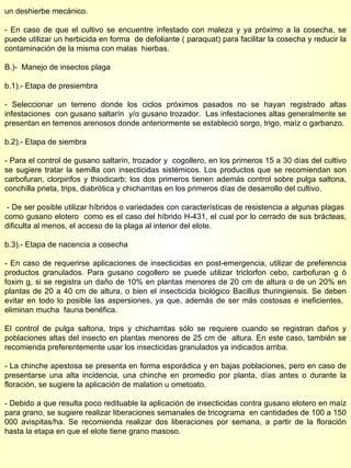 un deshierbe mecánico. - En caso de que el cultivo se encuentre infestado con maleza y ya próximo a la cosecha, se puede utilizar un herbicida en forma  de defoliante ( paraquat) para facilitar la cosecha y reducir la contaminación de la misma con malas  hierbas. B.)-  Manejo de insectos plaga b.1).- Etapa de presiembra - Seleccionar un terreno donde los ciclos próximos pasados no se hayan registrado altas infestaciones  con gusano saltarín  y/o gusano trozador.  Las infestaciones altas generalmente se presentan en terrenos arenosos donde anteriormente se estableció sorgo, trigo, maíz o garbanzo. b.2).- Etapa de siembra - Para el control de gusano saltarín, trozador y  cogollero, en los primeros 15 a 30 días del cultivo se sugiere tratar la semilla con insecticidas sistémicos. Los productos que se recomiendan son carbofuran, clorpirifos y thiodicarb; los dos primeros tienen además control sobre pulga saltona, conchilla prieta, trips, diabrótica y chicharritas en los primeros días de desarrollo del cultivo. - De ser posible utilizar híbridos o variedades con características de resistencia a algunas plagas  como gusano elotero  como es el caso del híbrido H-431, el cual por lo cerrado de sus brácteas, dificulta al menos, el acceso de la plaga al interior del elote. b.3).- Etapa de nacencia a cosecha  - En caso de requerirse aplicaciones de insecticidas en post-emergencia, utilizar de preferencia productos granulados. Para gusano cogollero se puede utilizar triclorfon cebo, carbofuran g ó foxim g, si se registra un daño de 10% en plantas menores de 20 cm de altura o de un 20% en plantas de 20 a 40 cm de altura, o bien el insecticida biológico Bacillus thuringiensis. Se deben evitar en todo lo posible las aspersiones, ya que, además de ser más costosas e ineficientes,  eliminan mucha  fauna benéfica. El control de pulga saltona, trips y chicharritas sólo se requiere cuando se registran daños y poblaciones altas del insecto en plantas menores de 25 cm de  altura. En este caso, también se recomienda preferentemente usar los insecticidas granulados ya indicados arriba. - La chinche apestosa se presenta en forma esporádica y en bajas poblaciones, pero en caso de presentarse una alta incidencia, una chinche en promedio por planta, días antes o durante la floración, se sugiere la aplicación de malation u ometoato. - Debido a que resulta poco redituable la aplicación de insecticidas contra gusano elotero en maíz para grano, se sugiere realizar liberaciones semanales de tricograma  en cantidades de 100 a 150 000 avispitas/ha. Se recomienda realizar dos liberaciones por semana, a partir de la floración hasta la etapa en que el elote tiene grano masoso. 
