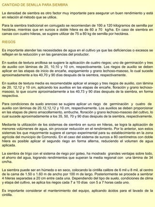 CANTIDAD DE SEMILLA PARA SIEMBRA La densidad de siembra es otro factor muy importante para asegurar un buen rendimiento y está en relación al método que se utilice. Para la siembra tradicional en corrugado se recomiendan de 100 a 120 kilogramos de semilla por hectárea, mientras que en surcos a doble hilera es de 60 a 70  kg/ha. En caso de siembra en camas con cuatro hileras, se sugiere utilizar de 75 a 80 kg de semilla por hectárea. RIEGOS Es importante atender las necesidades de agua en el cultivo ya que las deficiencias o excesos se reflejan en la reducción y en las ganancias del productor. En suelos de textura arcillosa se sugiere la aplicación de cuatro riegos; uno de germinación y tres de auxilio con láminas de 20, 10,10 y 10 cm, respectivamente. Los riegos de auxilio se deben aplicar en las etapas de inicio de encañe, espigamiento y grano lechoso-masoso, lo cual sucede aproximadamente a los 40,70 y 90 días después de la siembra, respectivamente. En suelos de textura media es recomendable aplicar el aniego y tres riegos de auxilio, con lámina de 20, 12,12 y 10 cm, aplicando los auxilios en las etapas de encañe, floración y grano lechoso-masoso, lo que ocurre aproximadamente a los 40,73 y 90 días después de la siembra, en forma respectiva. Para condiciones de suelo arenoso se sugiere aplicar un riego  de  germinación  y  cuatro  de  auxilio con láminas de 20,12,12,12 y 10 cm, respectivamente. Los auxilios se deben proporcionar en las etapas de pleno amacollamiento, embuche, floración y grano lechoso-masoso del cultivo, lo cual sucede aproximadamente a los 35, 50, 70 y 90 días después de la siembra, respectivamente. Mediante la utilización de los sistemas de siembra en surco en hileras, se logra la aplicación de menores volúmenes de agua, sin provocar reducción en el rendimiento. Por lo anterior, son estos sistemas los que mayormente sugiere el campo experimental para su establecimiento en la zona agrícola del municipio de Comondú. En el caso del sistema de surcos a 80 centímetros con doble hilera es posible aplicar el segundo riego en forma alterna, reduciendo el volumen de agua aplicada. La siembra de trigo con el sistema de riego por goteo, ha mostrado  grandes ventajas sobre todo, el ahorro del agua, logrando rendimientos que superan la media regional con  una lámina de 34 cm/ha.  La siembra puede ser en húmedo o en seco, colocando la cintilla calibre de 6 mil u 8 mil, al centro de la cama de 1.50 o 1.60 m de ancho por 100 m de largo. Posteriormente se procede a sembrar 4 hileras separadas a 20 cm entre cada una. Dependiendo del tipo de suelo, condiciones de clima y etapa del cultivo, se aplica los riegos cada 7 a 10 días  con 5 a 7 horas cada uno. Es importante considerar el mantenimiento del equipo, aplicando ácidos para el lavado de la cintilla.  