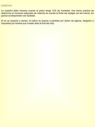 COSECHA La cosecha debe iniciarse cuando el grano tenga 12% de humedad. Una forma practica de determinar el momento adecuado de cosecha es cuando al frotar las espigas con las manos, los granos se desprenden con facilidad. Si no se cosecha a tiempo, el cultivo se expone a perdidas por daños de pájaros, desgrane e impurezas por hierbas que invaden éste al final del ciclo. 