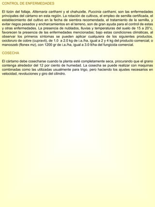 CONTROL DE ENFERMEDADES El tizón del follaje,  Alternaria carthami  y el chahuixtle.  Puccinia carthami , son las enfermedades principales del cártamo en esta región. La rotación de cultivos, el empleo de semilla certificada, el establecimiento del cultivo en la fecha de siembra recomendada, el tratamiento de la semilla, y evitar riegos pesados y encharcamientos en el terreno, son de gran ayuda para el control de estas y otras enfermedades. La presencia de nublados, lluvias y temperaturas del suelo de 15 a 20°c, favorecen la presencia de las enfermedades mencionadas; bajo estas condiciones climáticas, al observar los primeros síntomas se pueden aplicar cualquiera de los siguientes productos. oxicloruro de cobre (cupravit), de 1.0  a 2.0 kg de i.a./ha, igual a 2 y 4 kg del producto comercial, o mancozeb (flonex mz), con 1200 gr de i.a./ha, igual a 3.0 lt/ha del fungicida comercial. COSECHA El cártamo debe cosecharse cuando la planta esté completamente seca, procurando que el grano contenga alrededor del 12 por ciento de humedad. La cosecha se puede realizar con maquinas combinadas como las utilizadas usualmente para trigo, pero haciendo los ajustes necesarios en velocidad, revoluciones y giro del cilindro. 