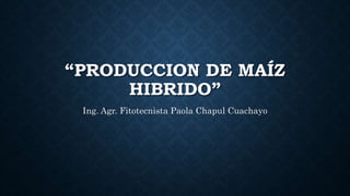 “PRODUCCION DE MAÍZ
HIBRIDO”
Ing. Agr. Fitotecnista Paola Chapul Cuachayo
 
