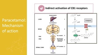 Paracetamol:
Mechanism
of action
Indirect activation of CB1 receptors
 