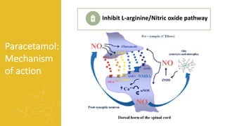 Paracetamol:
Mechanism
of action
Inhibit L-arginine/Nitric oxide pathway
 
