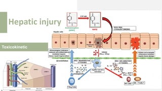 Toxicokinetic
Hepatic injury
 