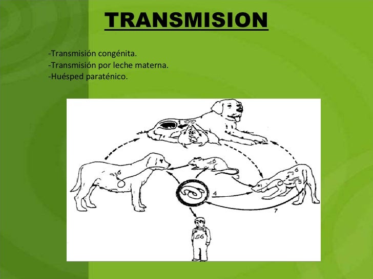 Zoonosis Presentacion