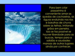 Para bem criar passarinho é conveniente amar as quedas de cachoeiras, as águas evoluindo nos rios e barulhos de chuva sobre as telhas, imitando grãos em peneira. Isso se faz possível se houver liberdade para as buscas, tempo para a solidão e saudades mansas de outros lugares ainda por conhecer. 