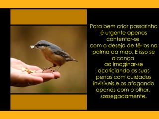 Para bem criar passarinho é urgente apenas contentar-se  com o desejo de tê-los na palma da mão. E isso se alcança  ao imaginar-se acariciando as suas penas com cuidados invisíveis e os afagando apenas com o olhar,  sossegadamente. 