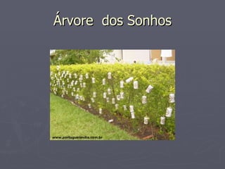 Árvore  dos Sonhos 