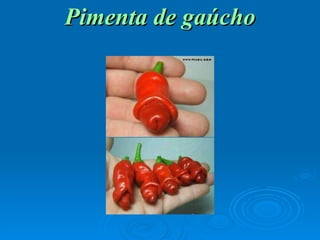 Pimenta de gaúcho 