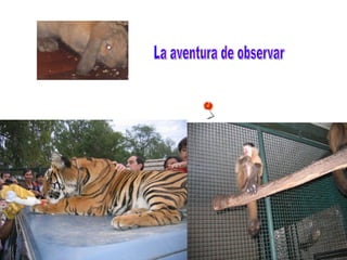 La aventura de observar 
