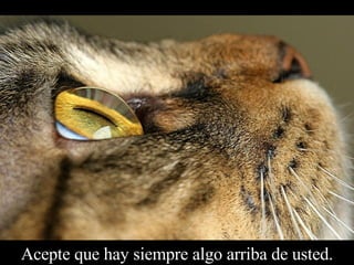 Acepte que hay siempre algo arriba de usted. 