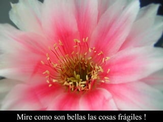 Mire como son bellas las cosas frágiles ! 