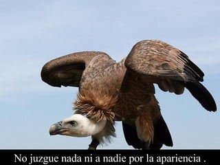 No juzgue nada ni a nadie por la apariencia . 